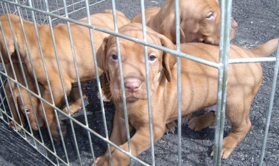 Adopta y No Compres: Los Riesgos de Comprar Mascotas en Línea