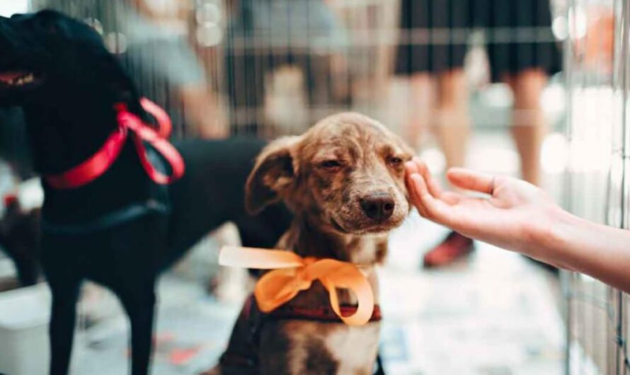 Apoyando a los Albergues y Hospitales Veterinarios: Garantizando el mejor Cuidado para los Animales Sin Hogar y Enfermos