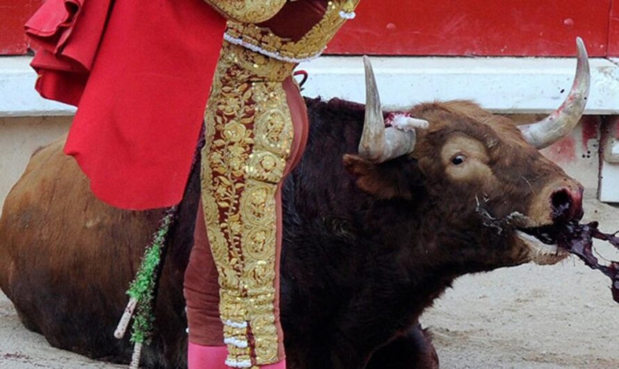 ¡Basta Ya! de la Crueldad de las Corridas de Toros: La Lucha por el Fin de una Práctica Cruel