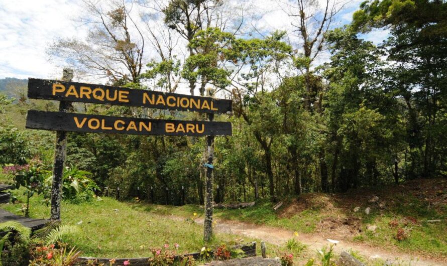 ¡Detengamos la Deforestación y Salvaguardemos el Parque Nacional Volcán Barú!