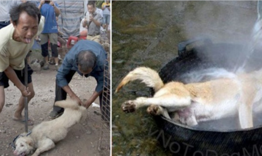 El fin de una cruel Tradición: El Gobierno Local de Yulin Prohíbe el Festival Linchee and Dog Meat