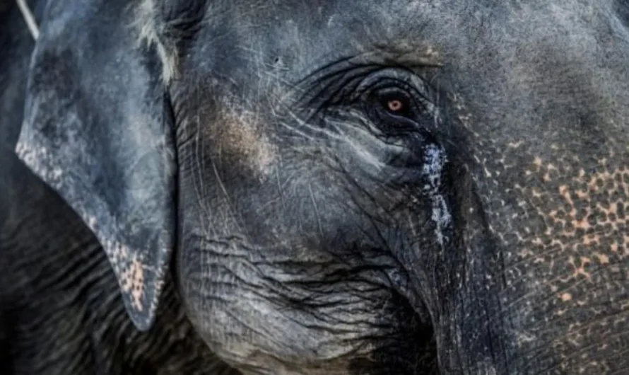 Elefanta ciega y sorda de 73 años llora lágrimas de verdad al ser rescatada