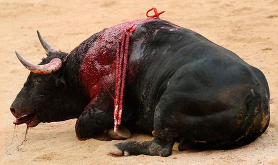 Es hora de acabar con la crueldad de las corridas de toros en España.