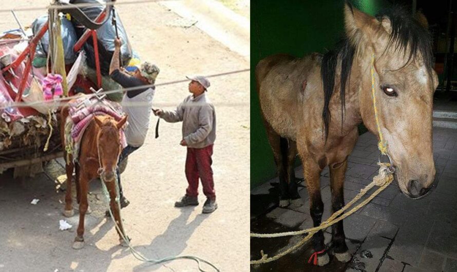 Exigencias de los habitantes de Ixtapaluca para que se acabe el maltrato a caballos y burros en la recolección de basura