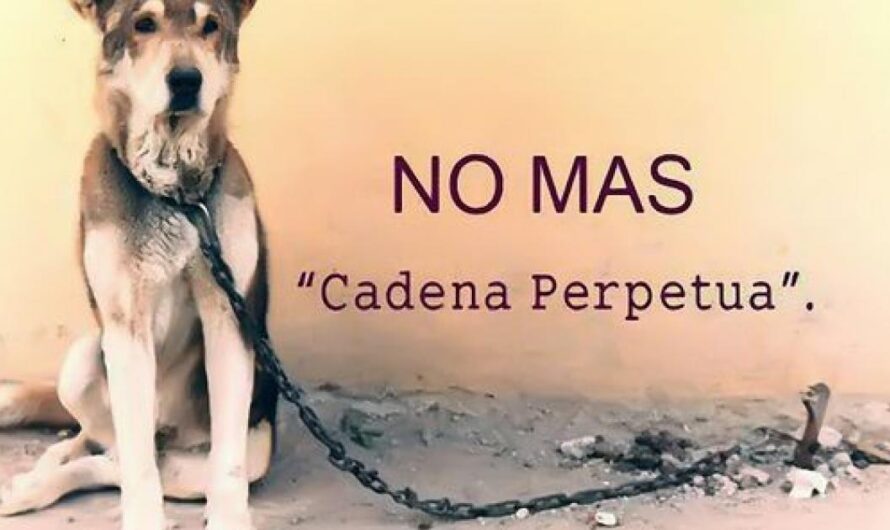 «Hagamos que la encadenación de los perros sea una práctica del pasado: Una lucha por los derechos animales».