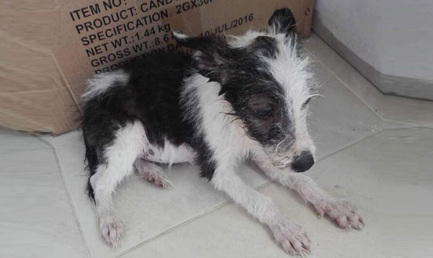 ¡Indignante! La conmovedora historia del pequeño perrito de Guacarí que clama por justicia