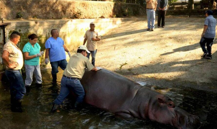 «Justicia para Gustavito: Los Salvadoreños Exigen Protección para los Animales».