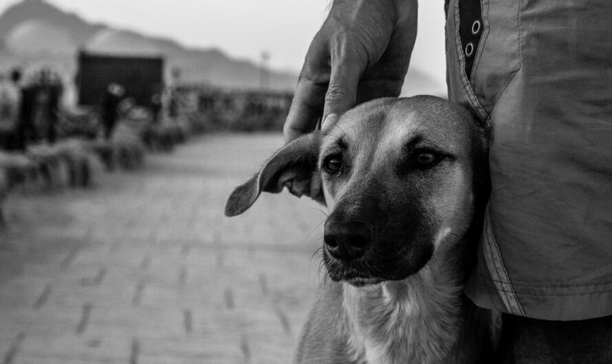 La situación de los Animales de la Calle: Una Urgente Necesidad de Acción