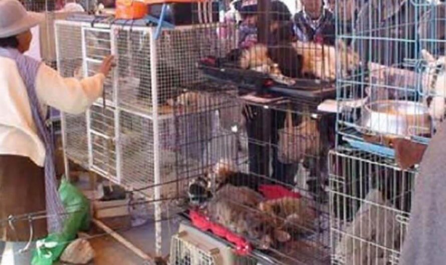 ¡La Venta de Animales en las Ferias de Kantuta debe Detenerse!