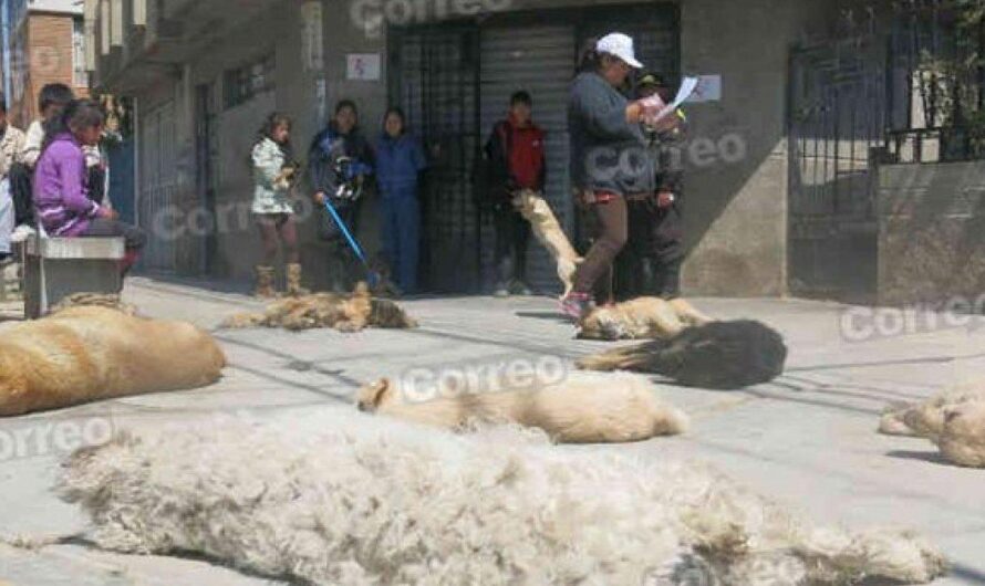 Crueles y cobardes actos de crueldad contra los perros callejeros en el distrito de Hunter: la Alcaldía se ha pronunciado y los ciudadanos exigen justicia.