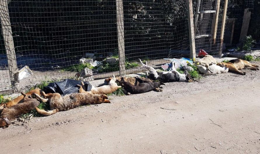 Masacre Trágica de Perros Inocentes en Sciacca: La Cruda Realidad de los Animales Callejeros en Italia