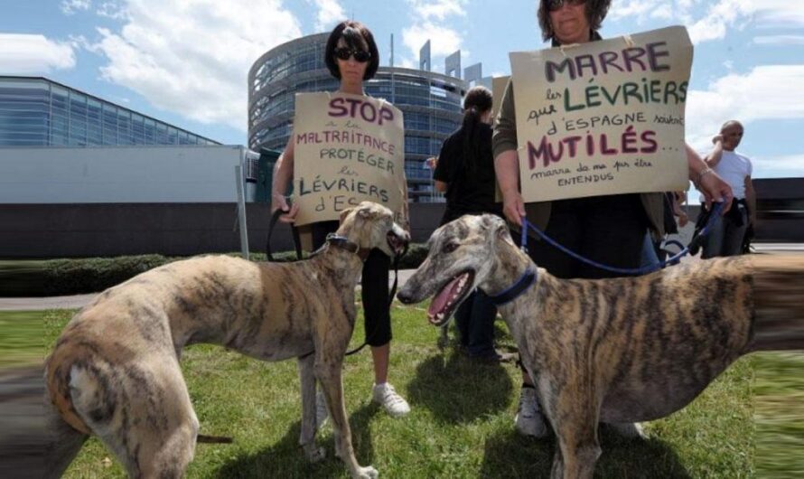 «¡Pongamos fin al maltrato de los galgos! Actuemos ahora para erradicar el abuso animal».