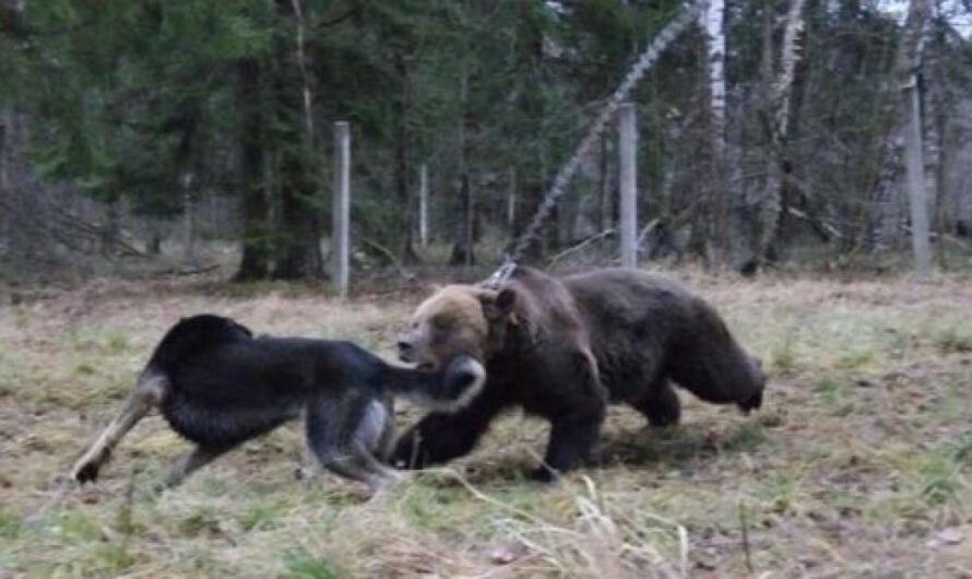 Prohibiendo el uso de animales como carnada: el gobierno ruso toma medidas para poner fin al sufrimiento animal