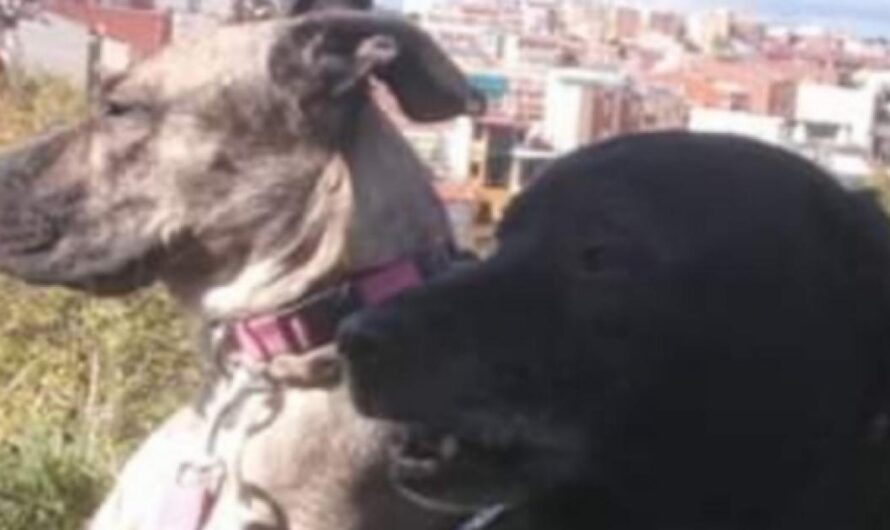 Sabadell celebra la llegada de nuevas Pipicans: Una mejora para la calidad de vida de los perros de compañía