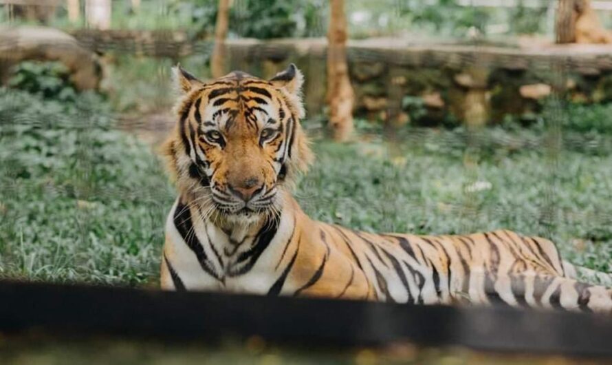 Salvar a los animales del zoológico de Amlan: un llamado urgente para salvar vidas.