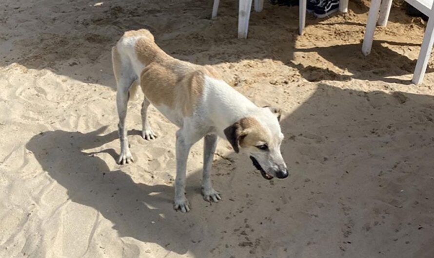 Un llamado a la acción: La situación de los perros abandonados en Punta Cana