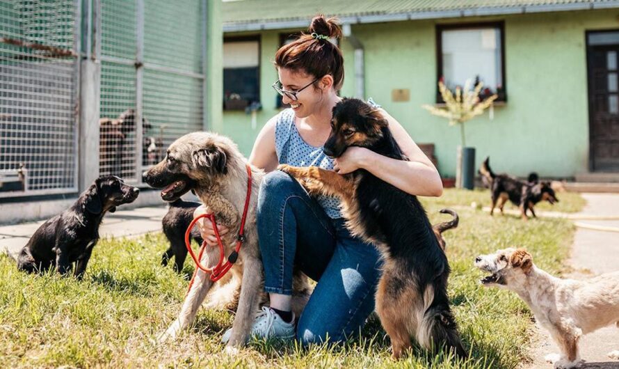 Una lucha por el bienestar animal: La solidaridad de los vecinos para salvar a los animales callejeros