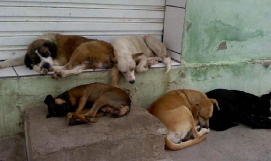 «Unidos por una solución: El llamado de las autoridades de Francisco Morato para controlar el abandono de animales».