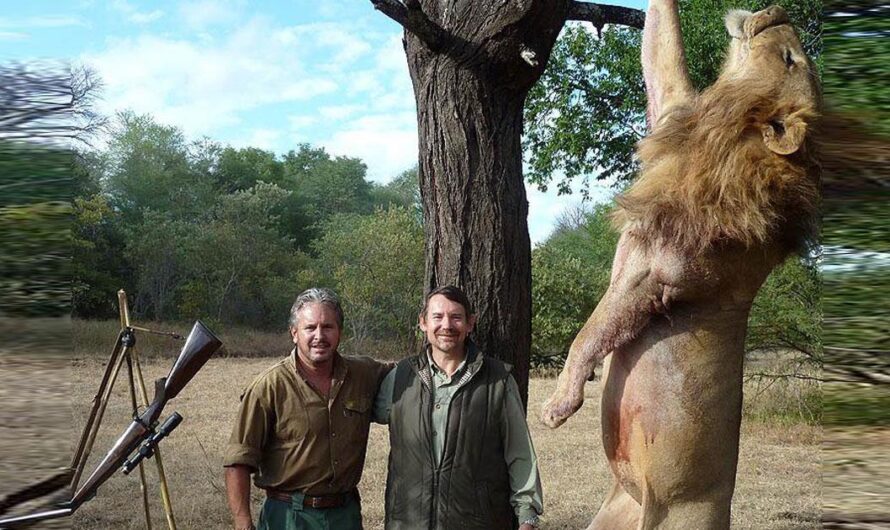 «Zimbabue endurece las penas para los cazadores ilegales de leones: Un esfuerzo urgente para salvar a los leones en peligro de extinción».