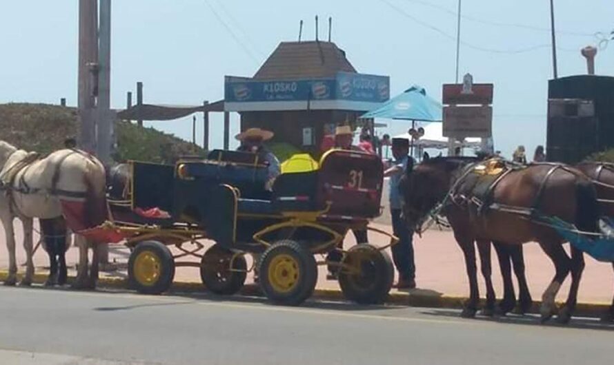 «¡Alto al maltrato animal de caballos en Pichilemu! Unamos nuestras voces para exigir justicia y bienestar para estos animales.