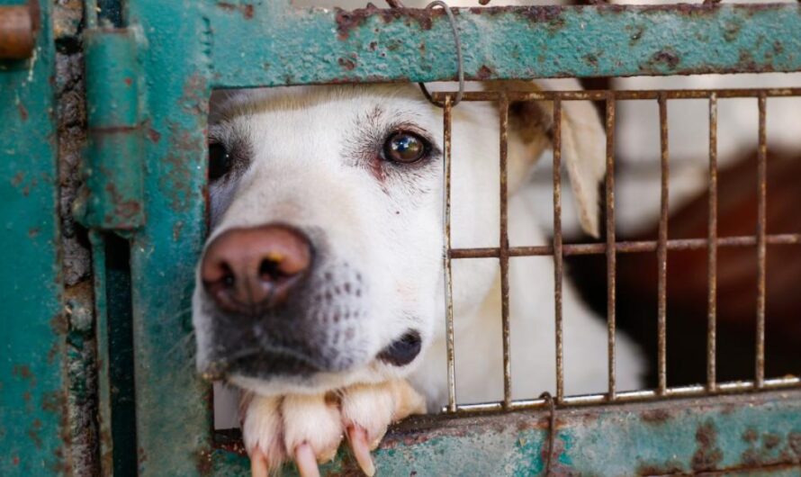 Apoyando a los Animales Abandonados: La Petición de los Argentinos a Alberto Fernández