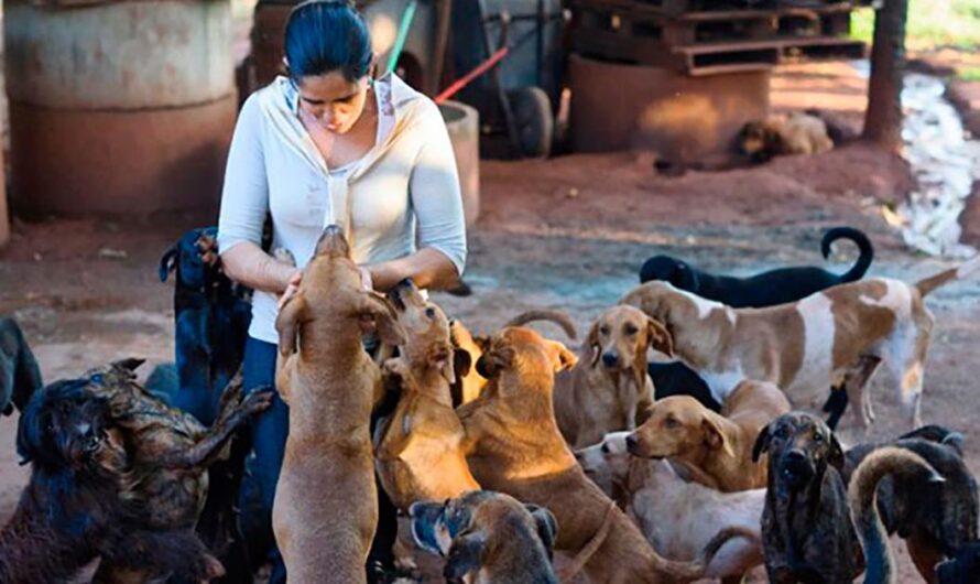 Apoyando el cuidado y mantenimiento de los animales: una propuesta para la deducción fiscal de los gastos de manutención en Brasil