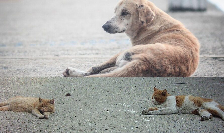 Apoyemos a los activistas de Brasil para implementar la castración masiva de los animales callejeros