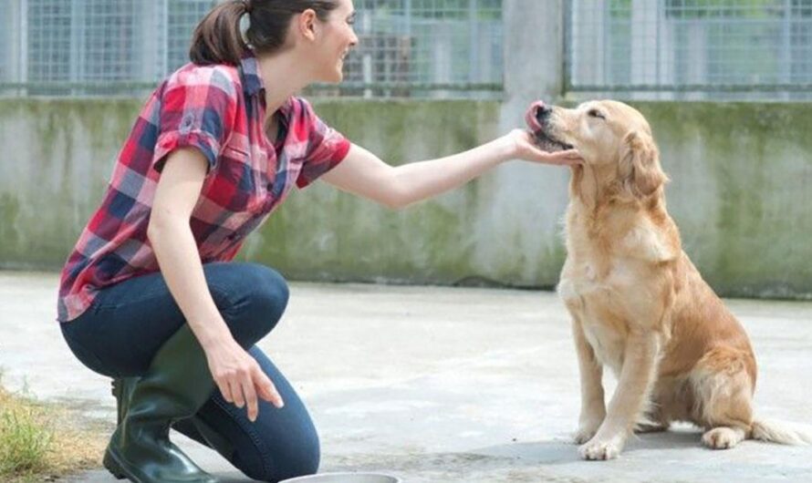 «Apoyemos a los animales sin hogar: una lucha por la justicia y la equidad».