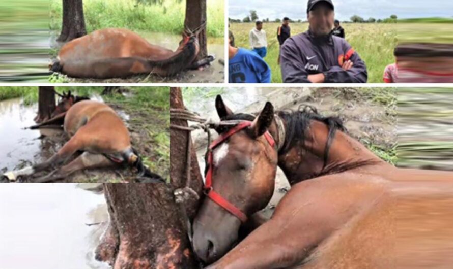 ¡Basta ya de maltrato animal! Justicia para el caballo y para todos los animales que sufren abuso.