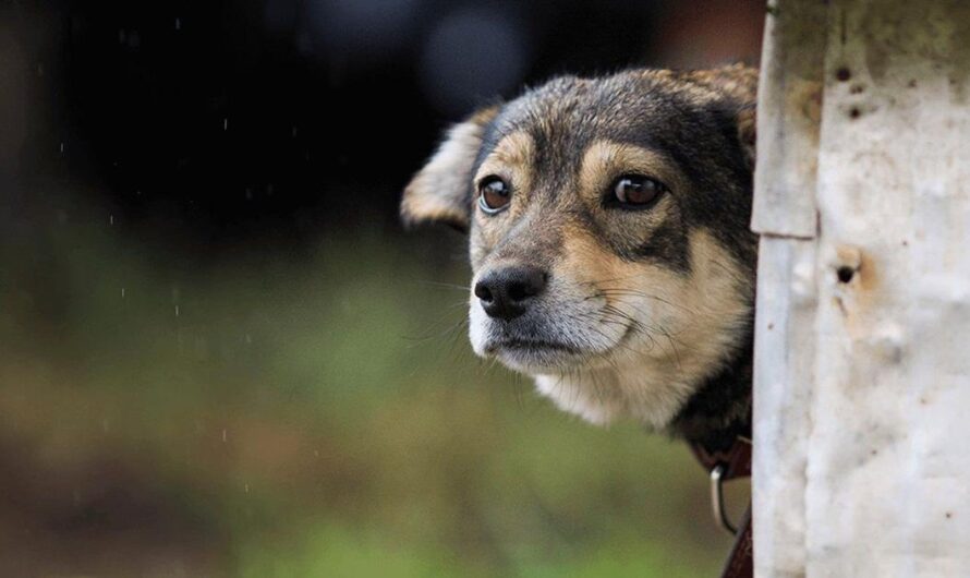 Brasil lucha por acabar con el maltrato animal: Una iniciativa para mejorar la vida de los animales