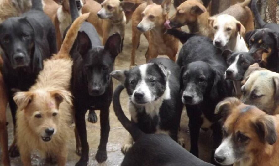 Castración de Perros y Gatos Machos: Una Iniciativa Urgente para Mejorar la Vida de los Animales en Fortaleza, Brasil