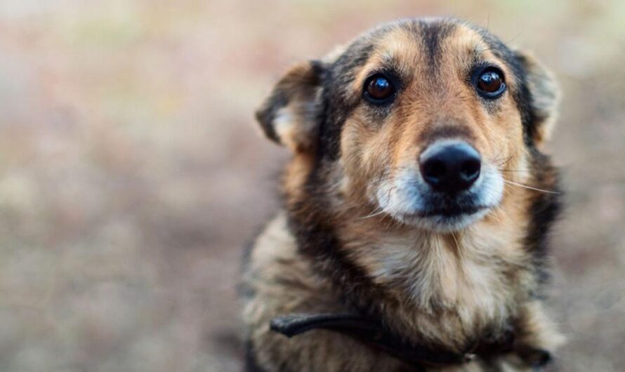 Chile: ¡Los canes necesitan amor y cuidados!