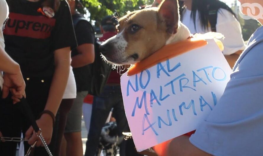 Cuba se une a la lucha mundial por la protección de los animales: ¡Apoya las nuevas leyes de protección animal!