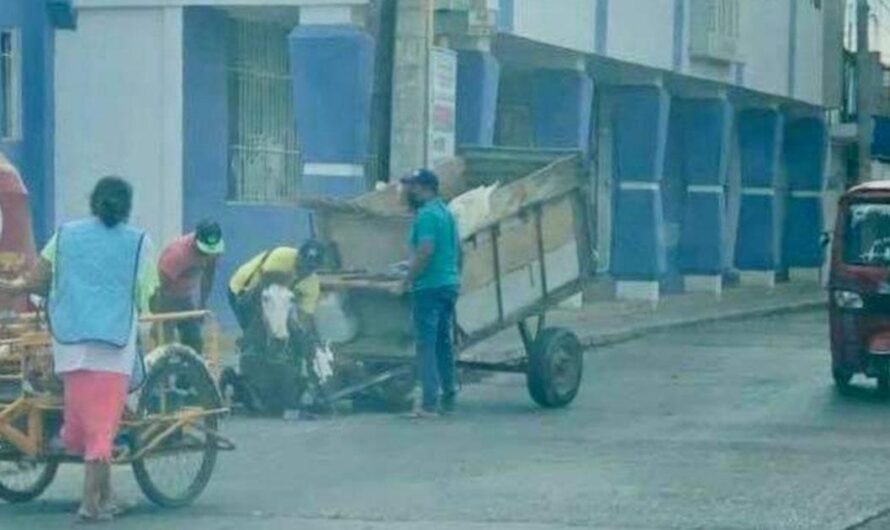 ¡Detengamos el abuso de caballos, burros y otros animales en la recolección de basura de Juchitán, Oaxaca!