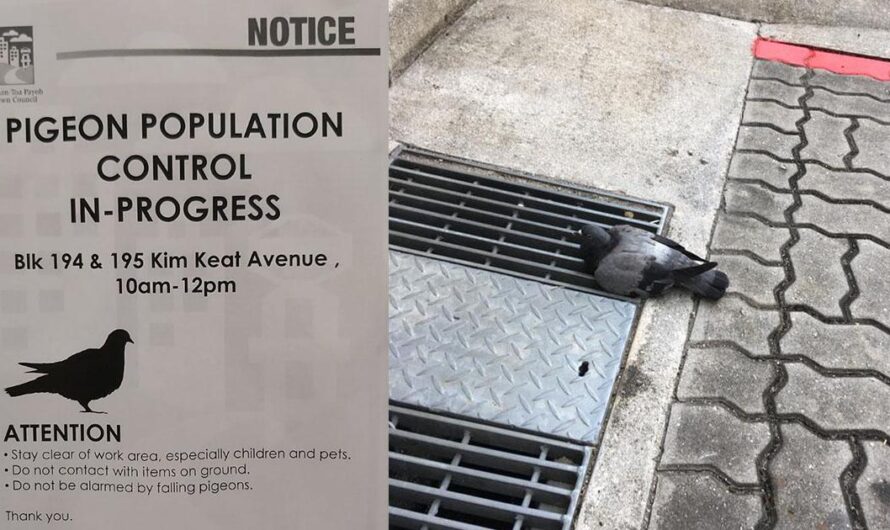 ¡Detengamos el Envenenamiento de Palomas en Singapur! Una Llamada de la Población a las Autoridades para Cesar la Práctica Inhumana
