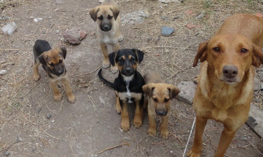 ¡Detengamos el Maltrato y el Abandono de Animales en Colombia: Firma la Petición!