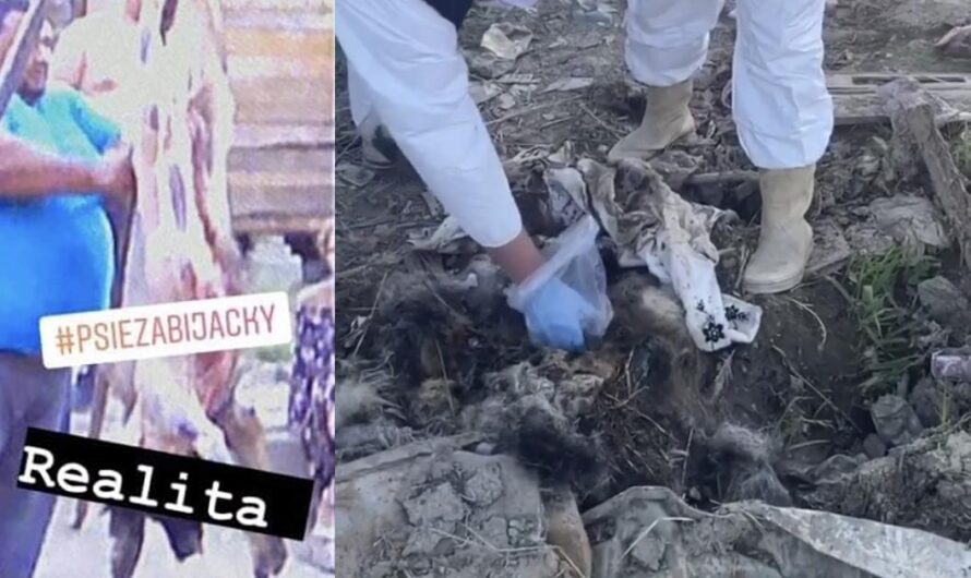 Detengamos el tráfico ilegal de carne de perro y la matanza de estos inocentes animales en Eslovaquia