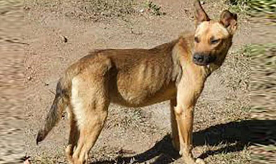 «¡Detengamos la caza de perros silvestres en Cuba! Firma y comparte esta petición para exigir el compromiso del Gobierno de Cuba.