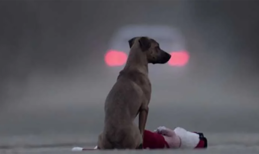 ¡Detengan la indiferencia humana hacia las mascotas abandonadas en las carreteras de Brasil!