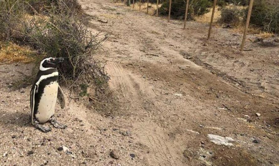 Escándalo en Chubut: ¿Cómo pudo este dueño de campo salirse con la suya después de masacrar a cientos de pingüinos? Descubre por qué la justicia debe actuar de inmediato