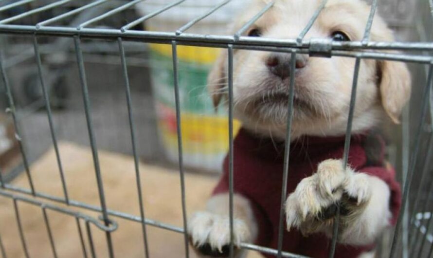 «El Gobierno Argentino Actúa Para Proteger la Vida de los Animales Abandonados y Erradicar el Cruel Comercio de Mascotas».