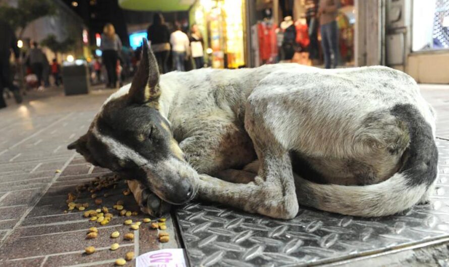 «El pueblo argentino clama por la implementación de una ordenanza que permita la castración masiva de mascotas para acabar con el abandono y el maltrato animal».