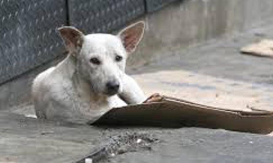 Es hora de actuar: Erradicando el abandono de animales en México