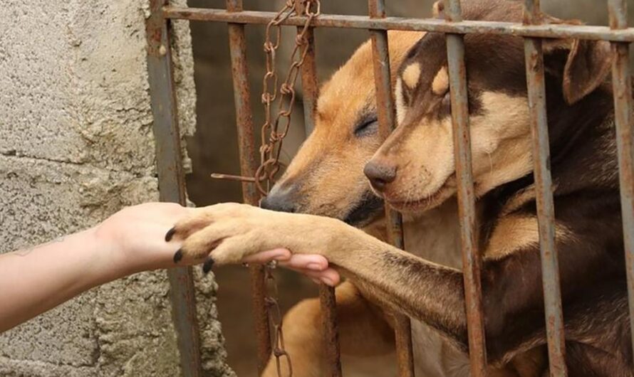 «¡Es hora de cerrar las perreras y fábricas de animales en México! Exigimos la protección de los animales y su derecho a la vida».