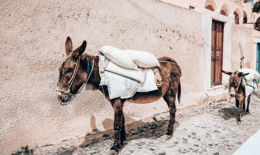 «¡Es hora de que nuestras vacaciones sean seguras para los animales! Luchando contra el abuso animal en el turismo.