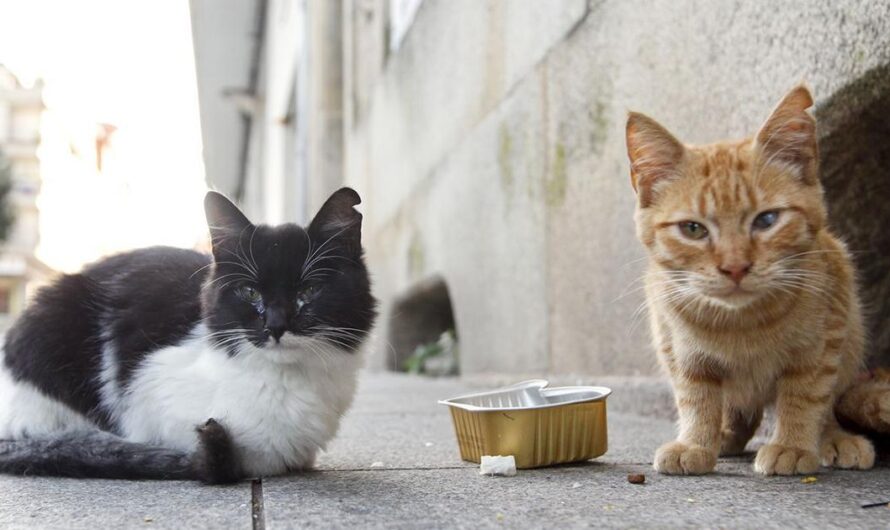 Es hora de que tomemos acción para salvar a los gatos callejeros de los Estados Unidos