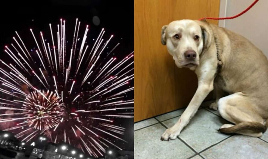 Exigiendo al gobierno de Brasil que Proteja a Animales y Personas Mayores de Fuegos Artificiales