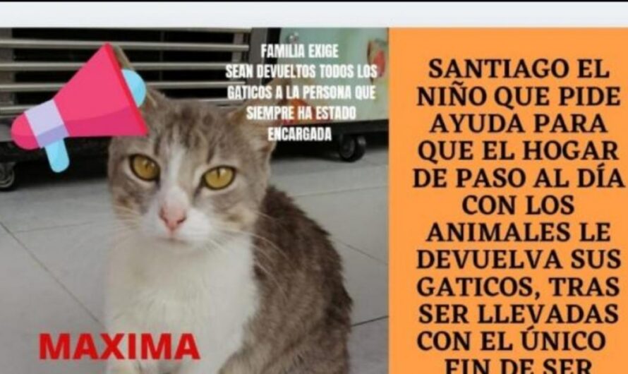 Exigiendo el Bienestar de los Animales: el Caso de los 8 Gaticos de Suba