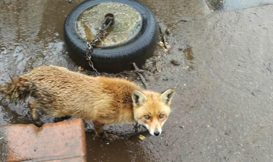 Exigiendo el respeto de los derechos de los animales silvestres: prohibiendo el tenerlos atados en cadenas en Uruguay