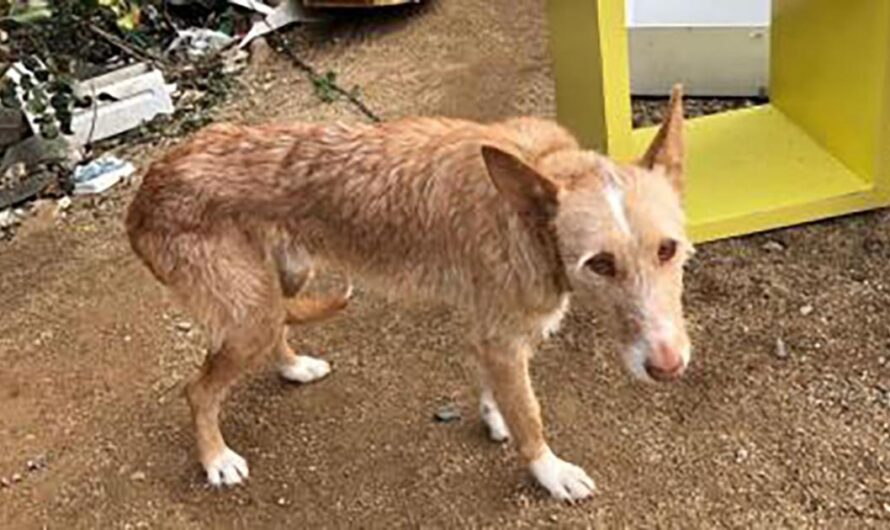 Exigiendo el Respeto: Una Petición para que el Perú Reconozca el Maltrato y Abandono de Perros y Gatos como un Delito Grave